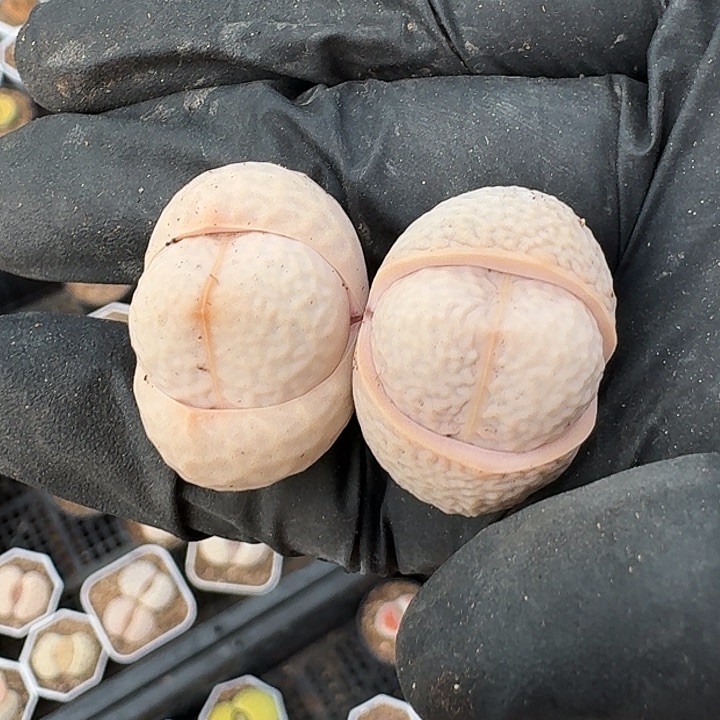 生石花1111。     176