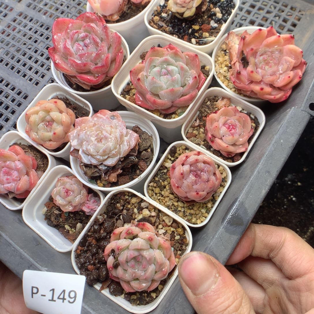 无花朵P149tyyyyyyyyy