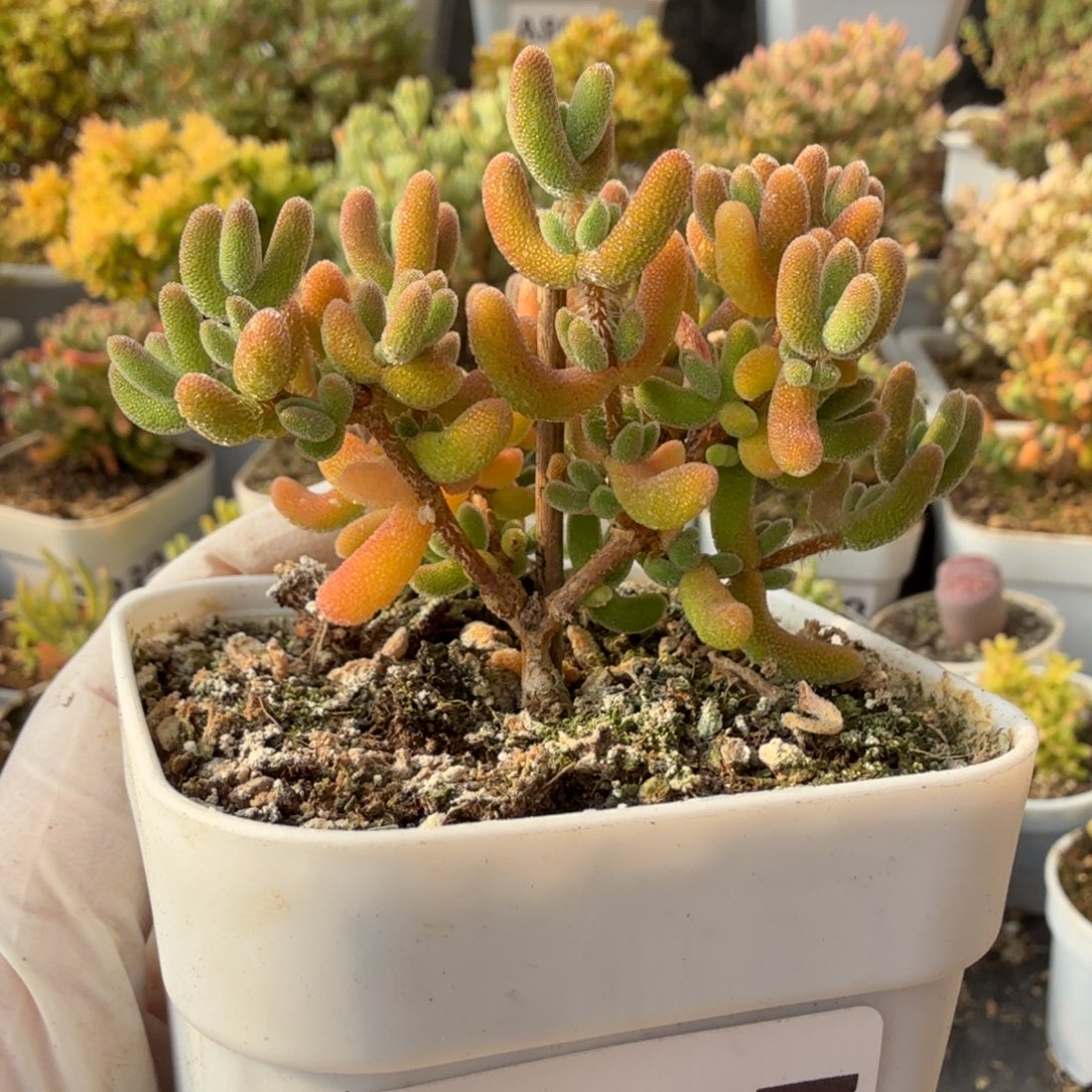 A287琉璃枝干28元包邮