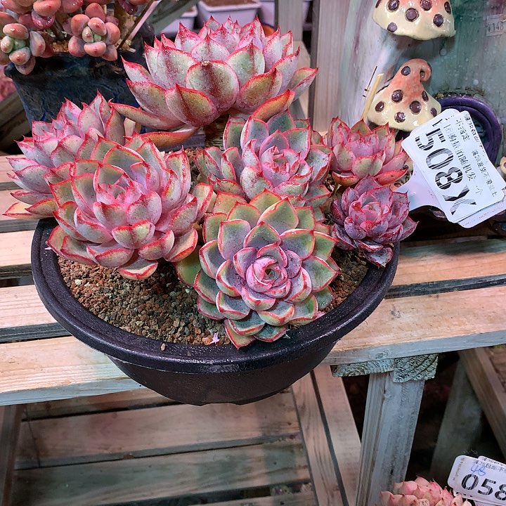 仙****）508X赫拉赫拉
