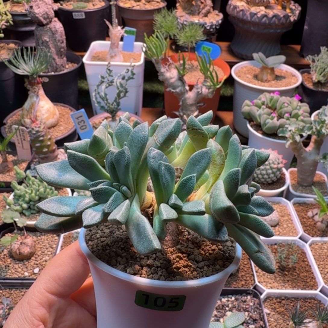 老桩唐扇105 仙人球