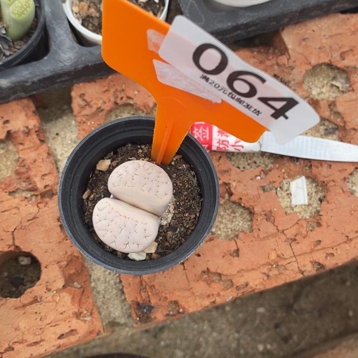 菏***店生石花等植物的生长064