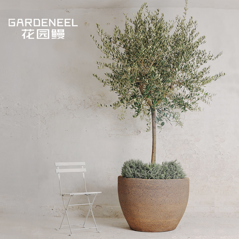 银叶油橄榄棒棒糖庭院乔木室内绿植冷色系地中海风情花园鳗盆栽苗