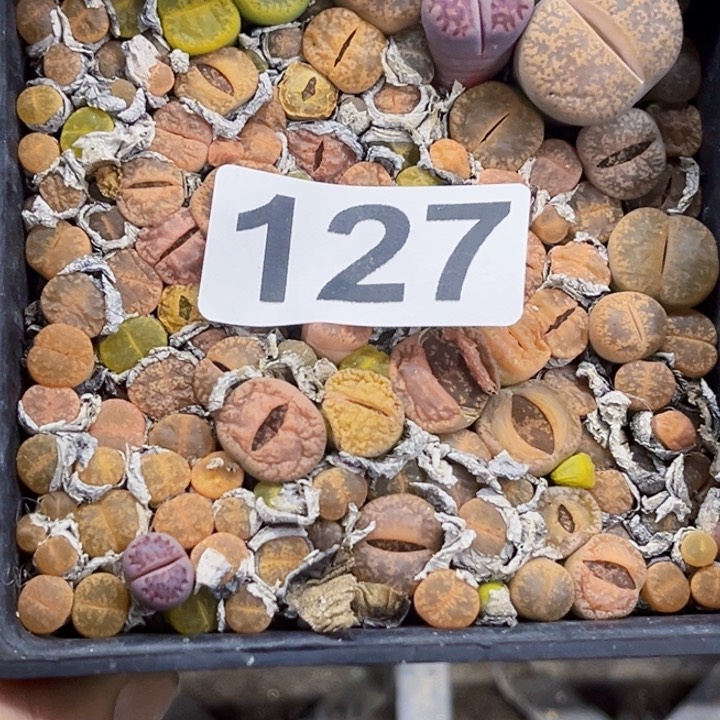 127生石花带盆一物一图如图带