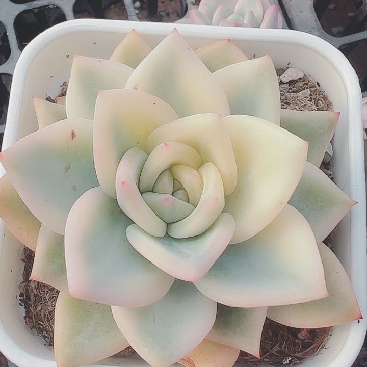 伊利莎白多肉植物