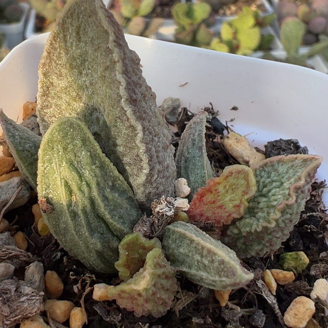 酒红猪肝大苗多肉植物水泡