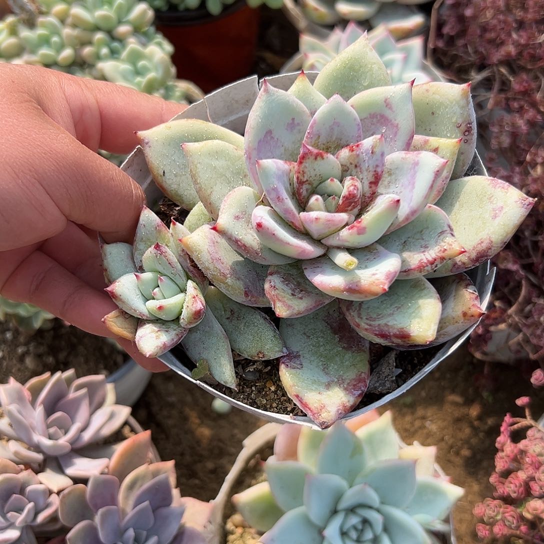 多肉植物墨西哥巨人