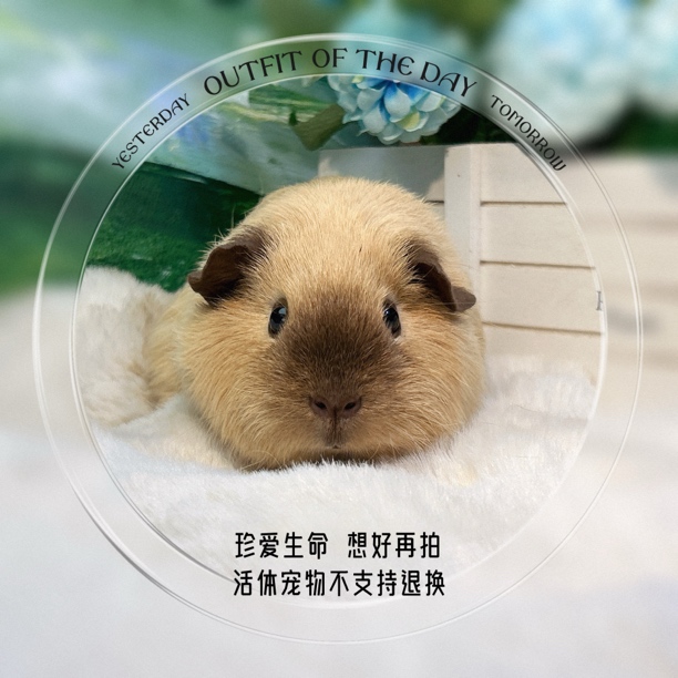 网红同款加州妹妹 荷兰猪 豚鼠包邮包风险