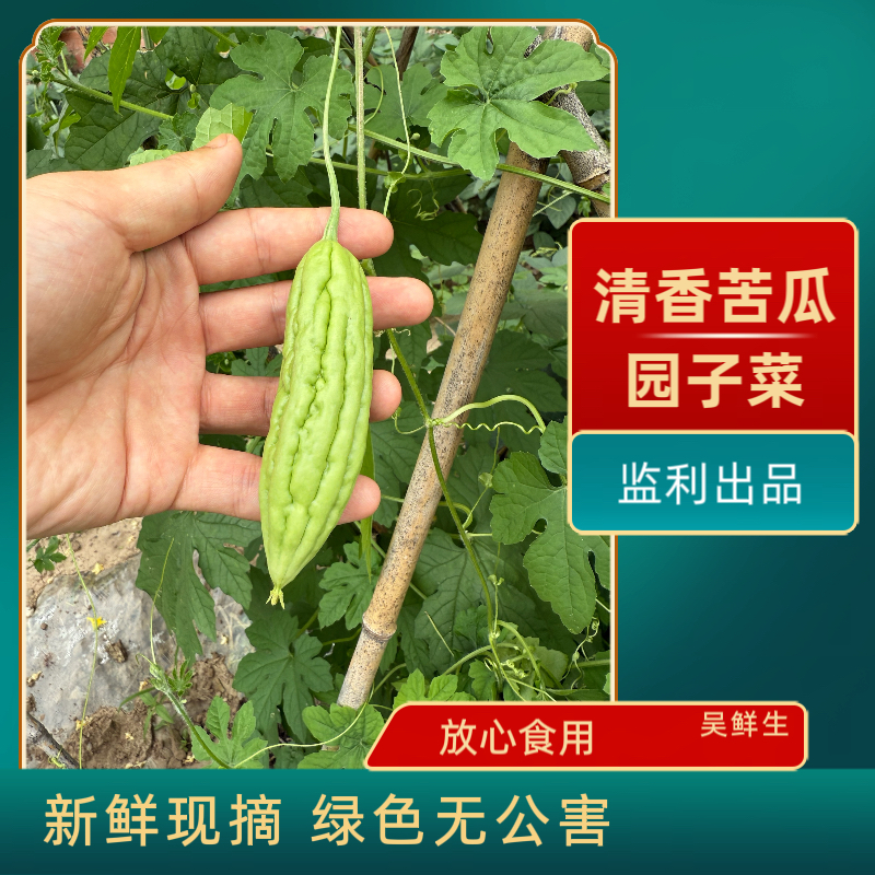 湖北监利本地 新鲜现摘 园子菜 清香苦瓜