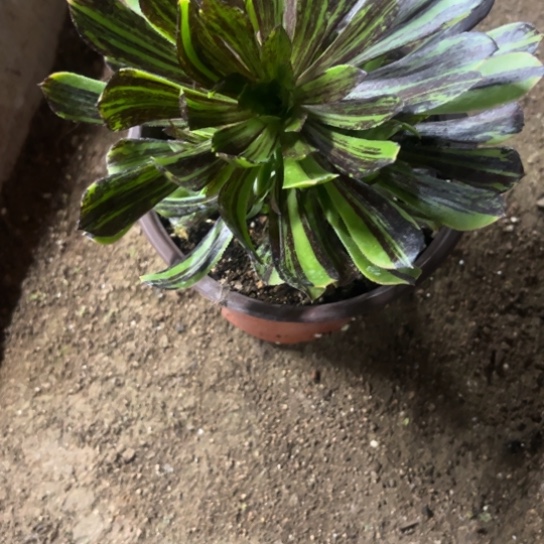 屁**猪水墨丹青多肉植物花了