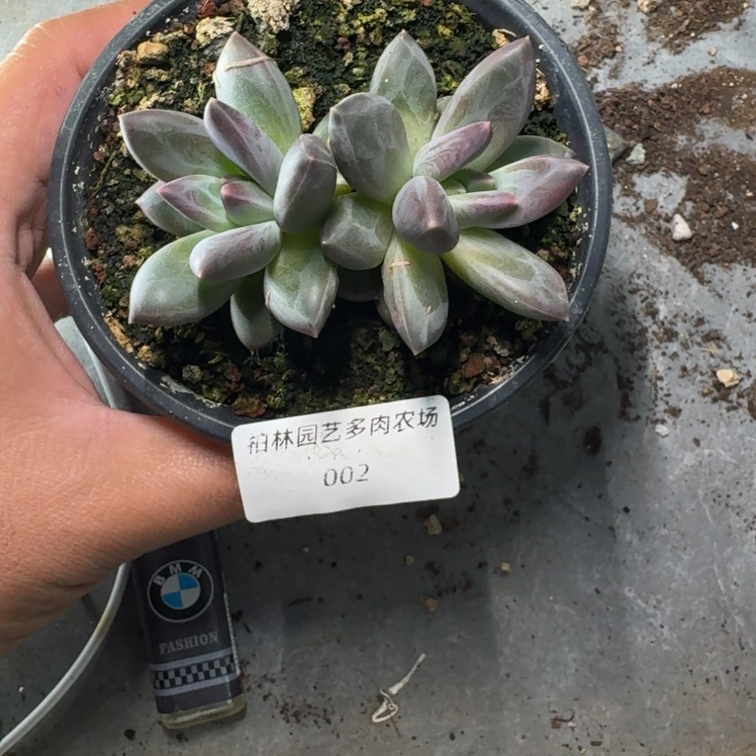 002  美人杂交 一物一拍