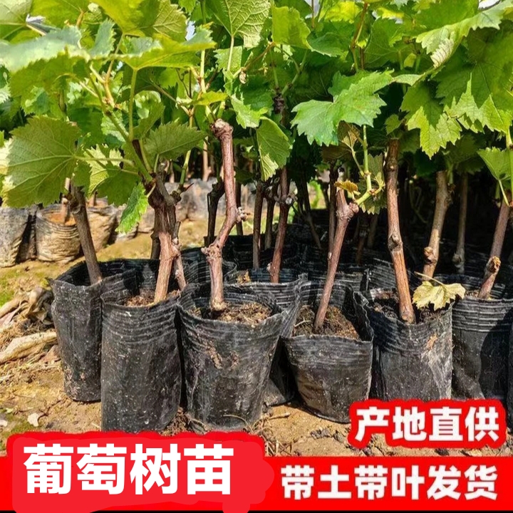 优质嫁接带土带盆南北方可盆栽地栽抗寒抗虫