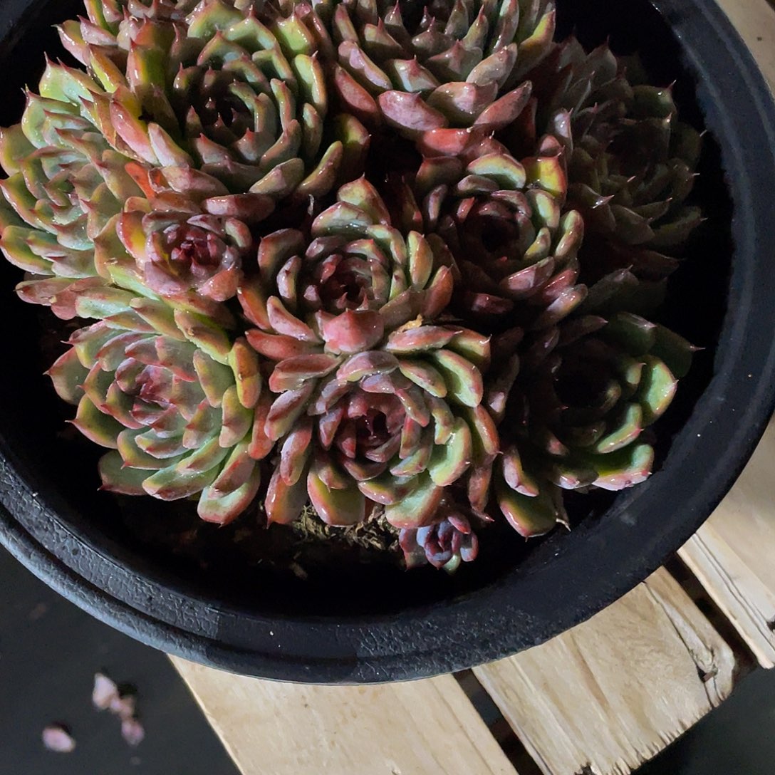 三***王蓝色妖姬多肉植物群