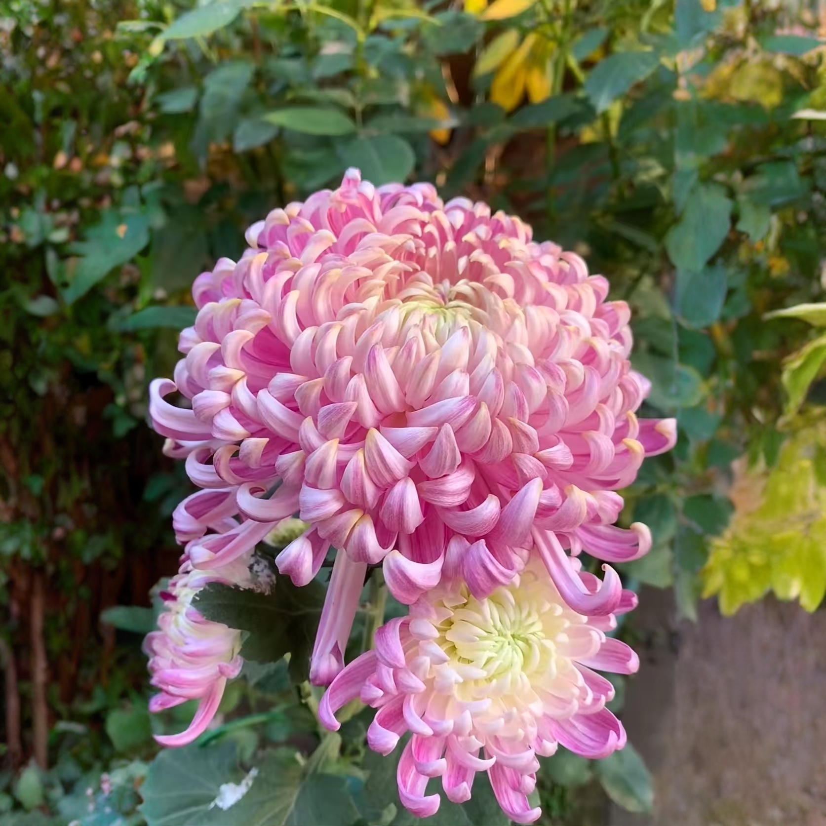 【花苞发货】[国华圣者]九月菊花苗大型花好养护简单耐寒耐旱