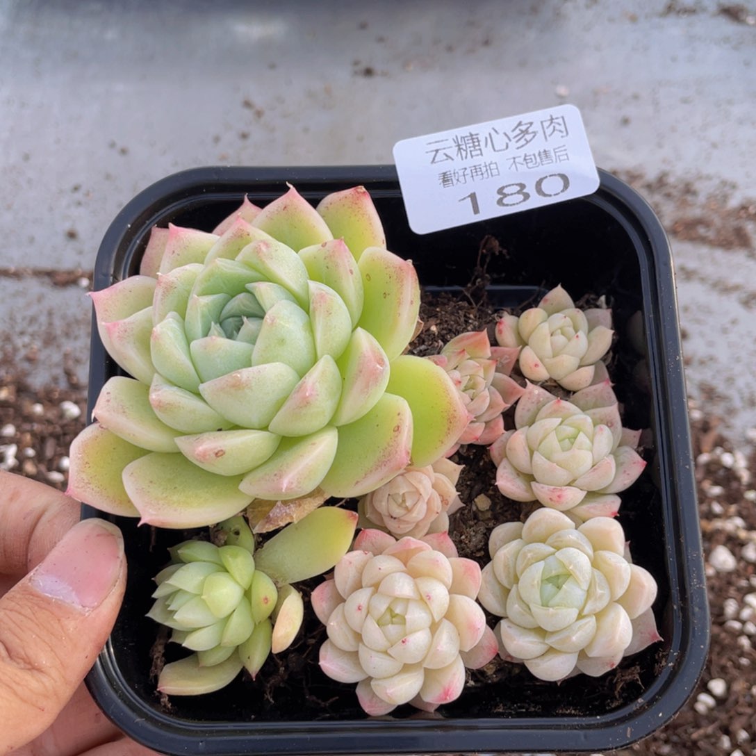 云糖心多肉植物180