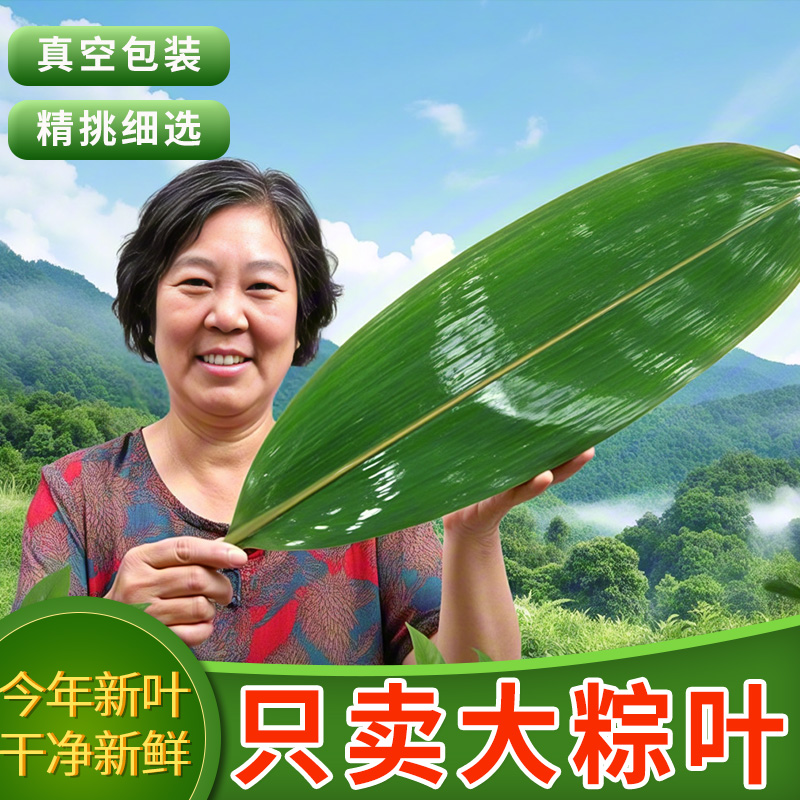 粽叶新鲜大叶粽子叶50片/袋真空包装端午节包粽子粽叶真空箬叶