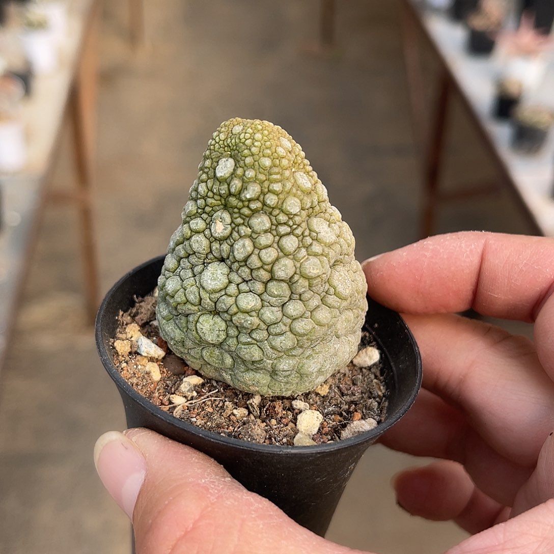 实生草莓凝蹄玉一物一拍