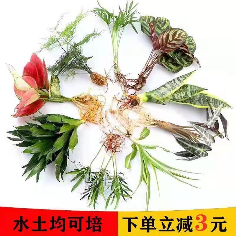 水培植物绿植室内水养花卉白掌文竹盆栽如意绿萝吉利红水生富贵竹