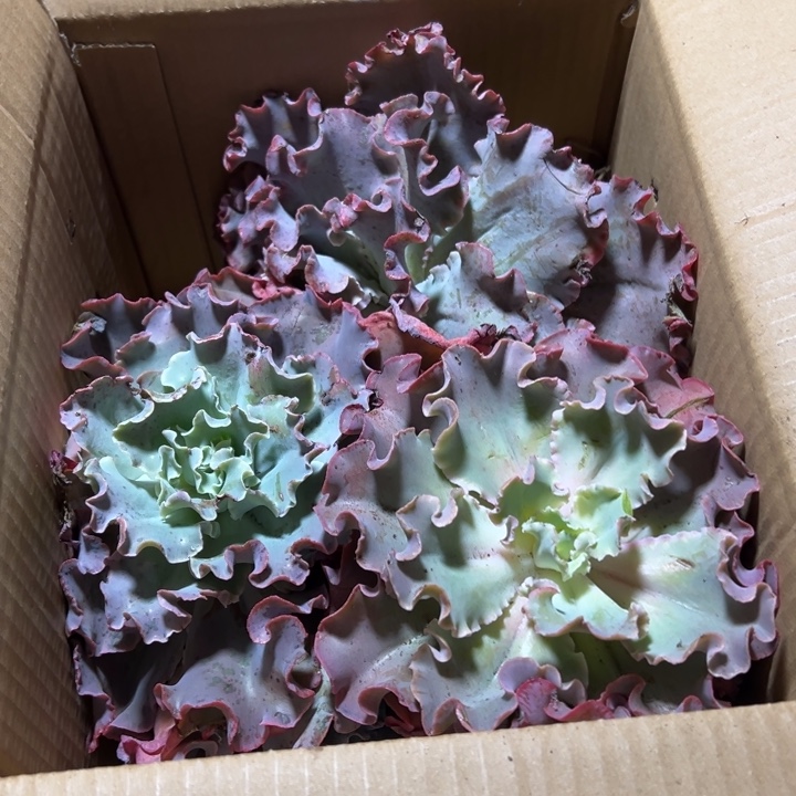 地栽瑕疵高莎装箱3棵（包邮不包损）