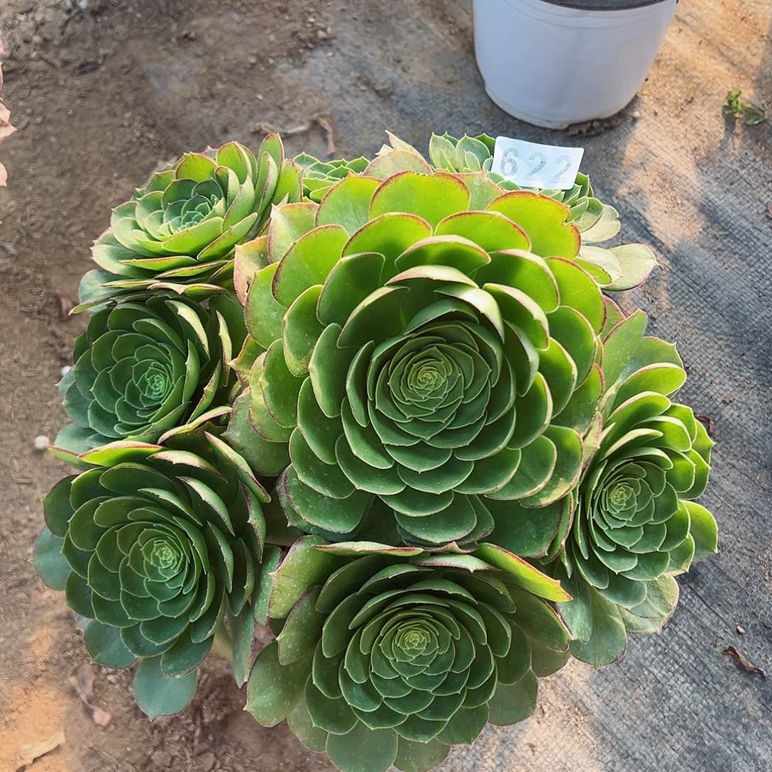 紫砂茶宠万圣夜老桩622