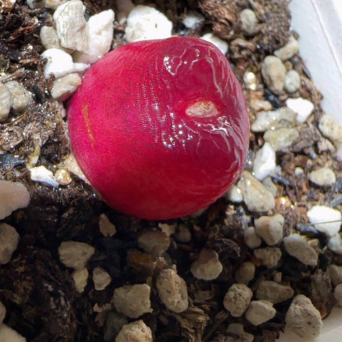 肉锥多肉植物百科5-1430.5、430