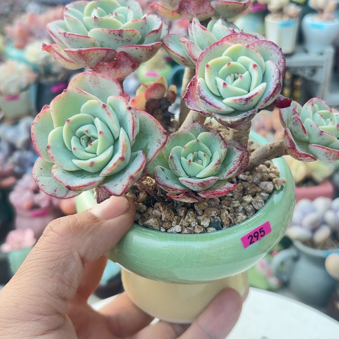 山***8一物一拍编号295 