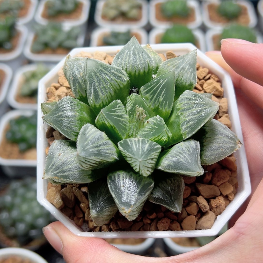 棉花糖玉露多肉植物