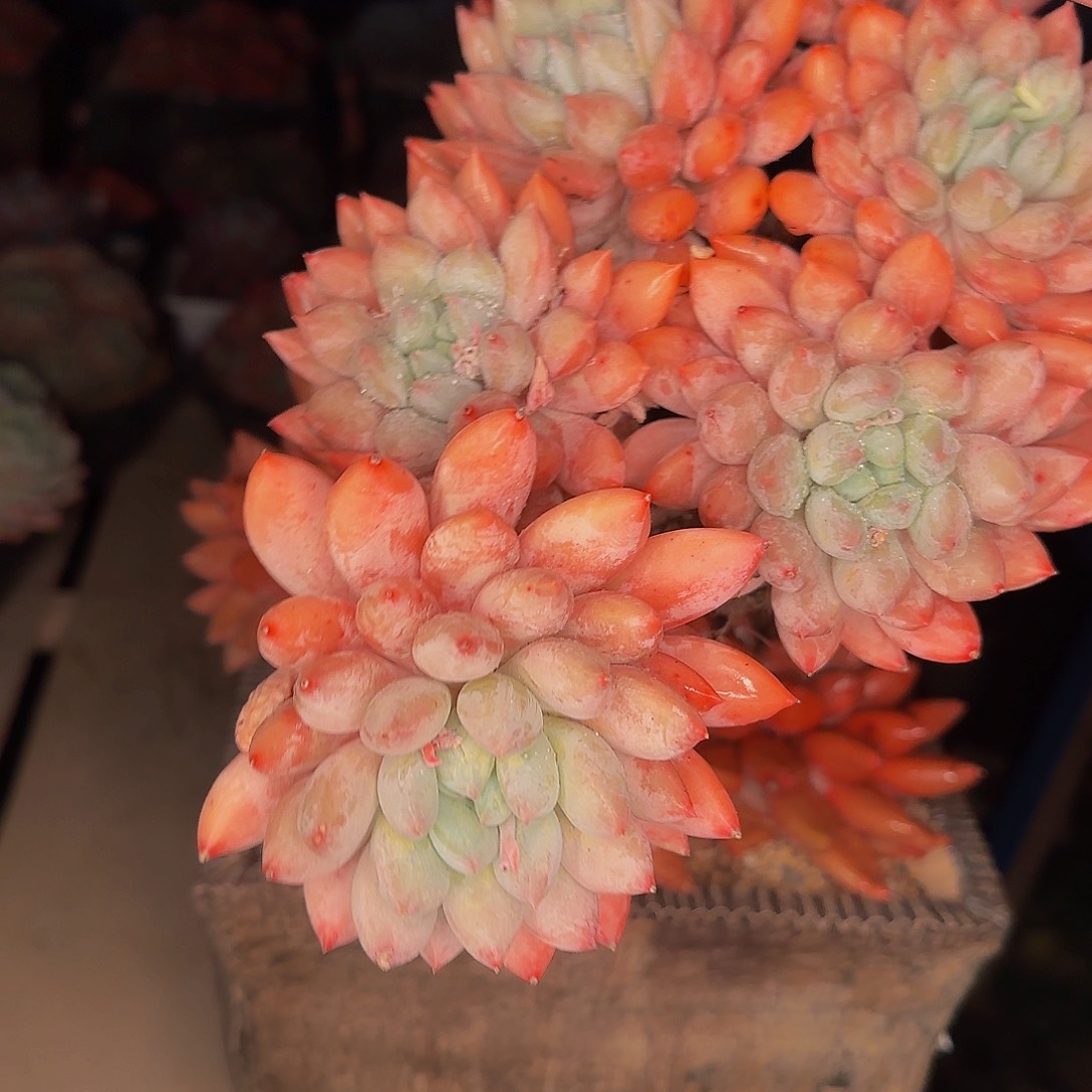 阿*他哈怕他爸爸吧