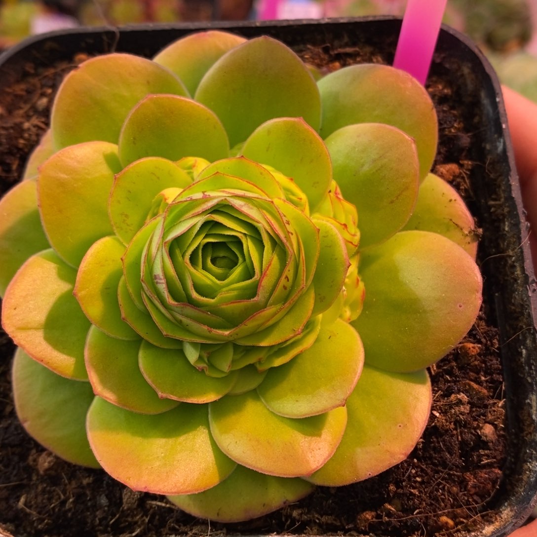 22号—绒霄—山地玫瑰