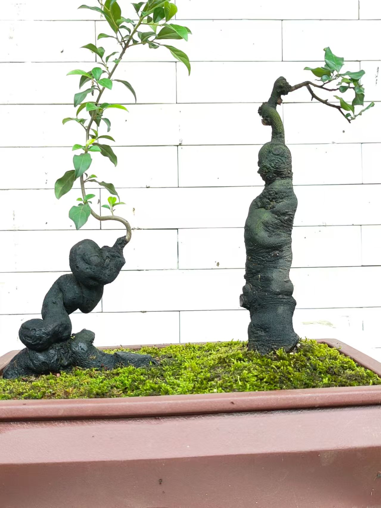 【360金弹子】盆景桩子直播间一物一拍