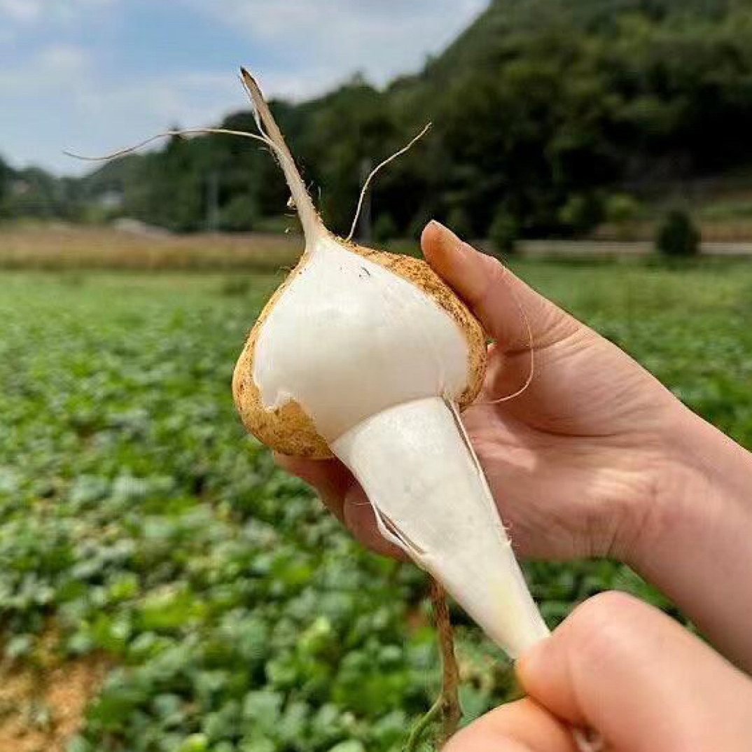 贵州新鲜凉薯脆甜多汁当季蔬菜现挖解渴清甜地萝卜