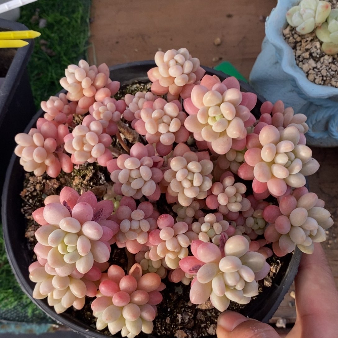 鱼子酱老桩一物一拍