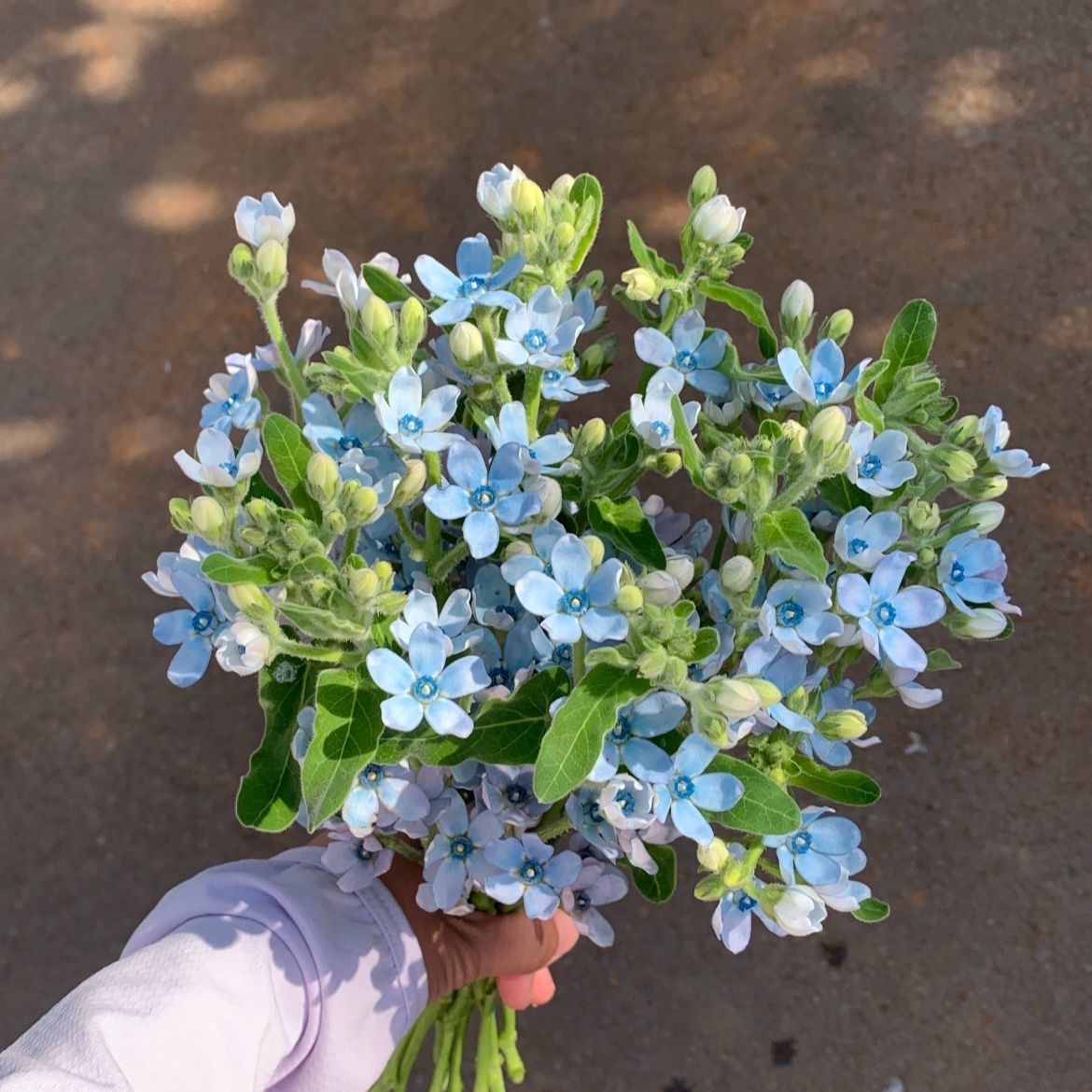 天然蓝色系蓝星花云南基地新鲜采摘鲜花