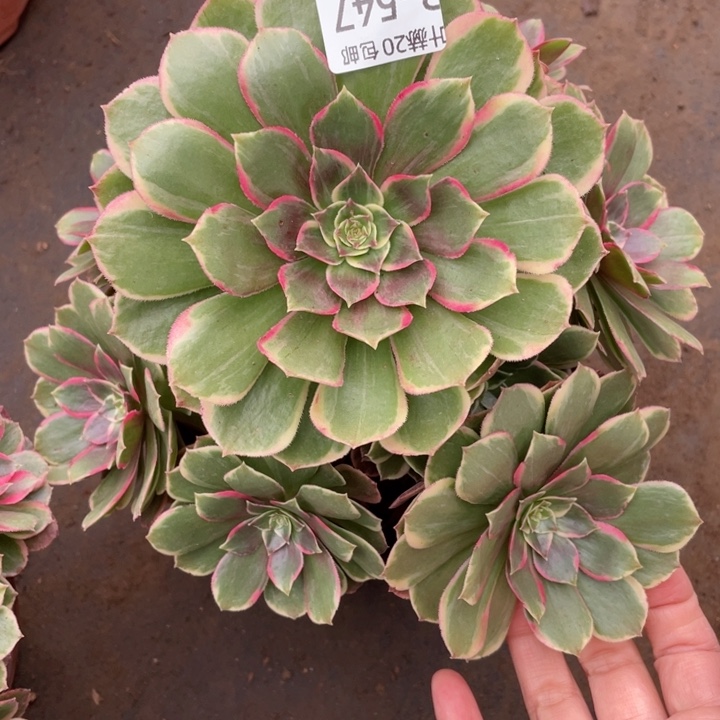 547粉花妖多肉12344678多肉