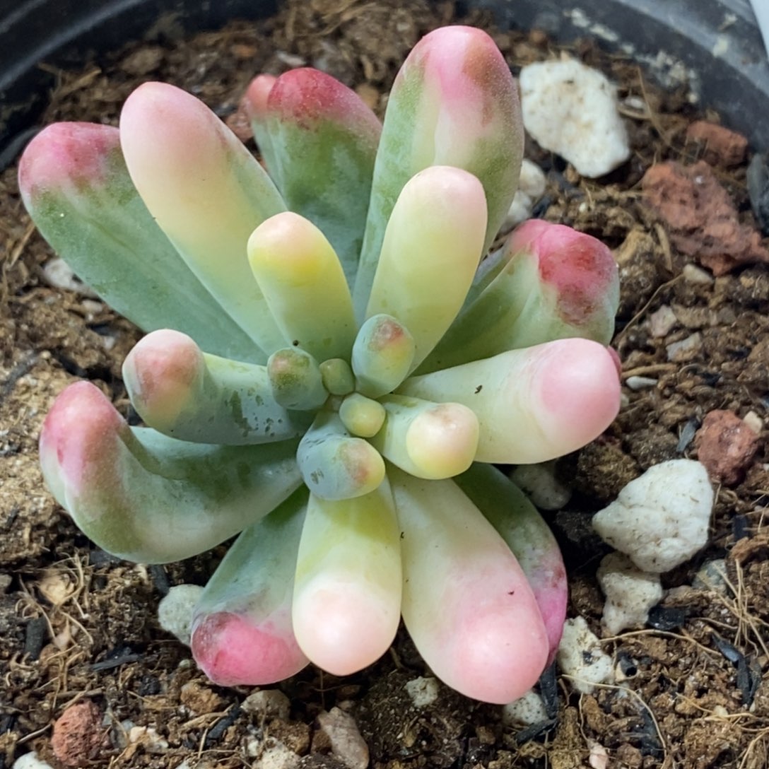 1078乙女心锦 小方花圃一物一拍