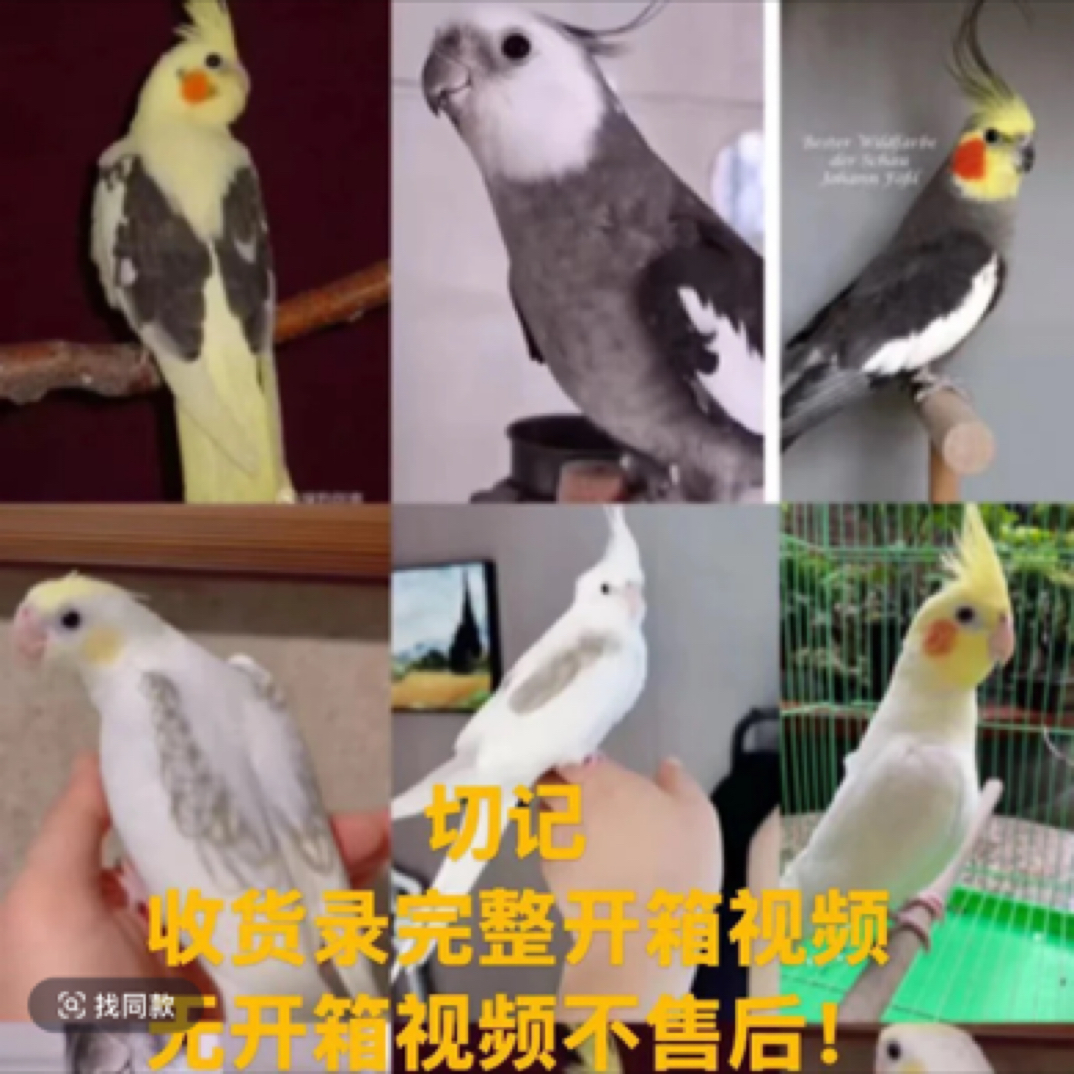 手养玄凤幼鸟活体鹦鹉‼️私拍不发‼️签收发开箱视频(包48小时伤亡）