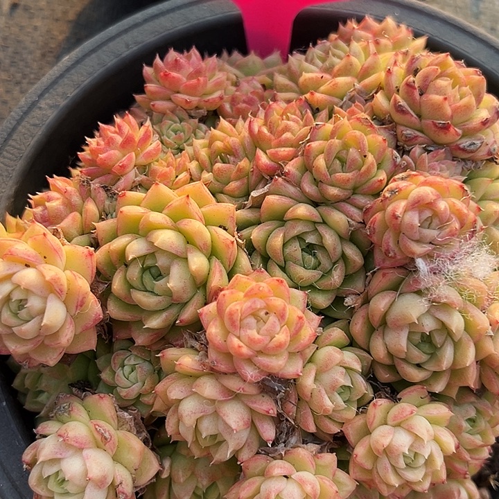 璎***芳大盆红女王     99039号 