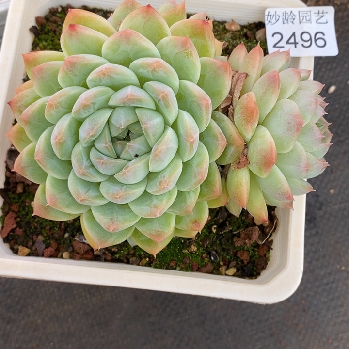 叶***D2496杂交老桩基地～11厘米