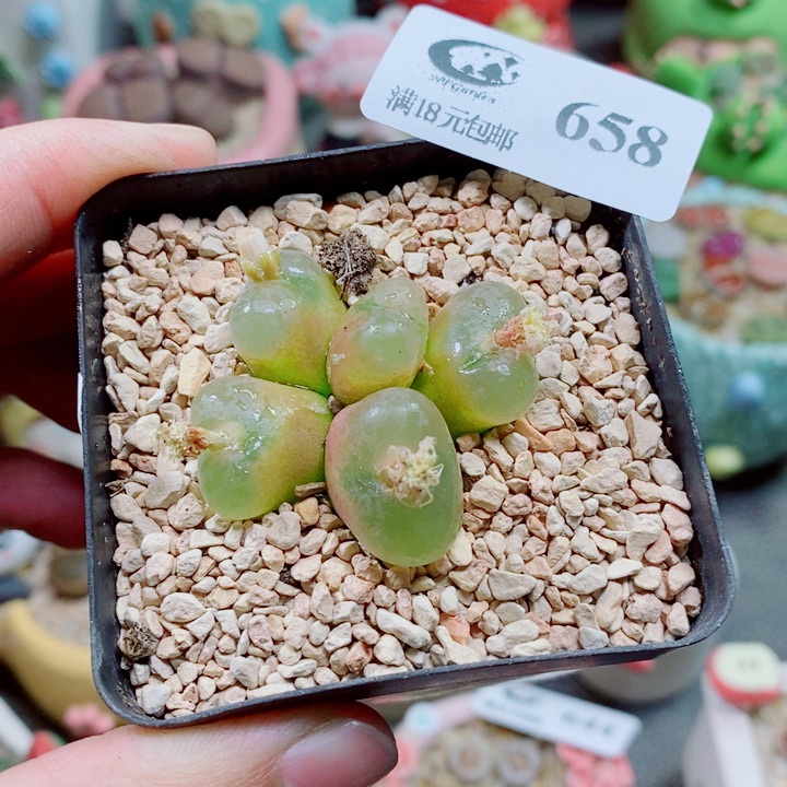 生石花花花花花658