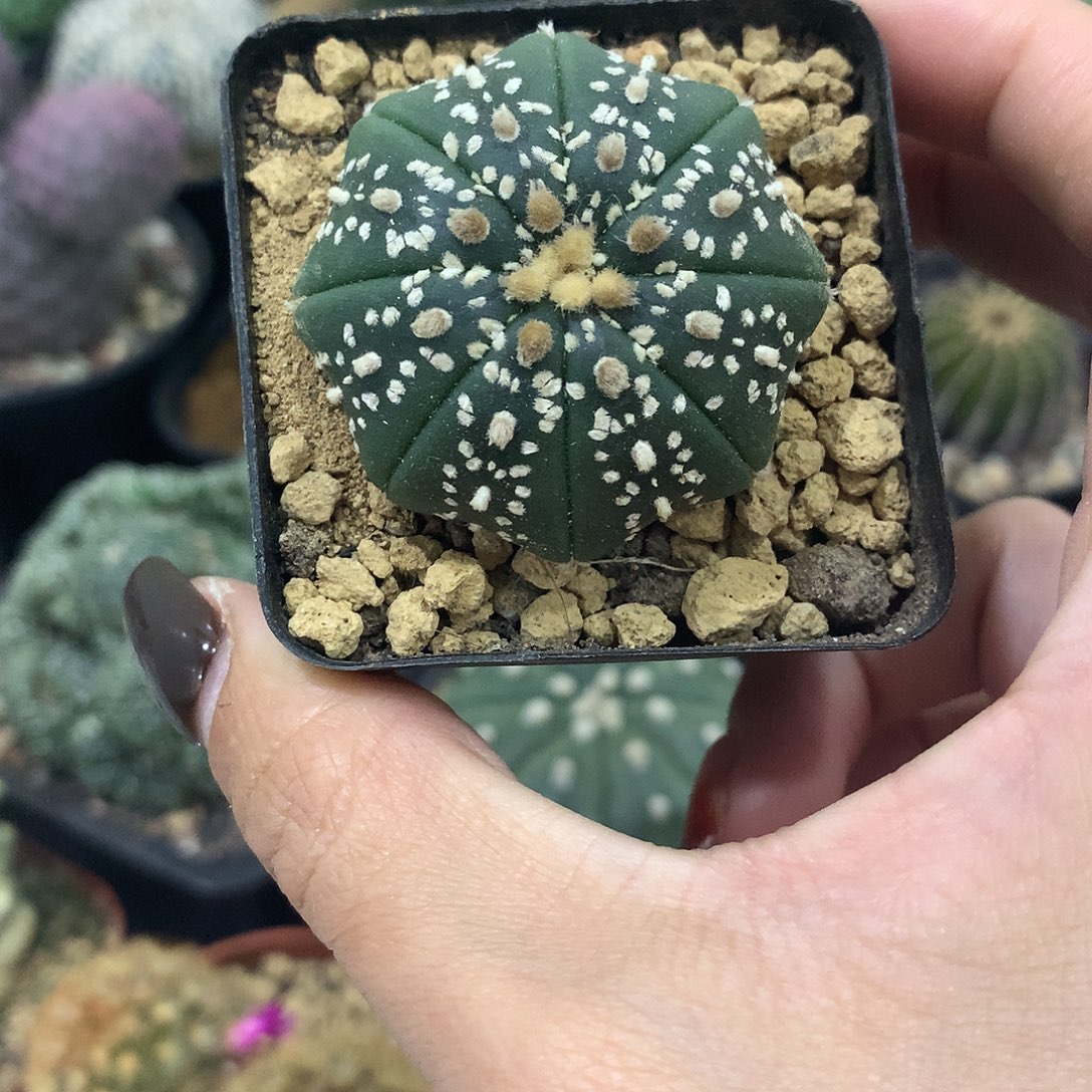 实生根美纹雪花兜