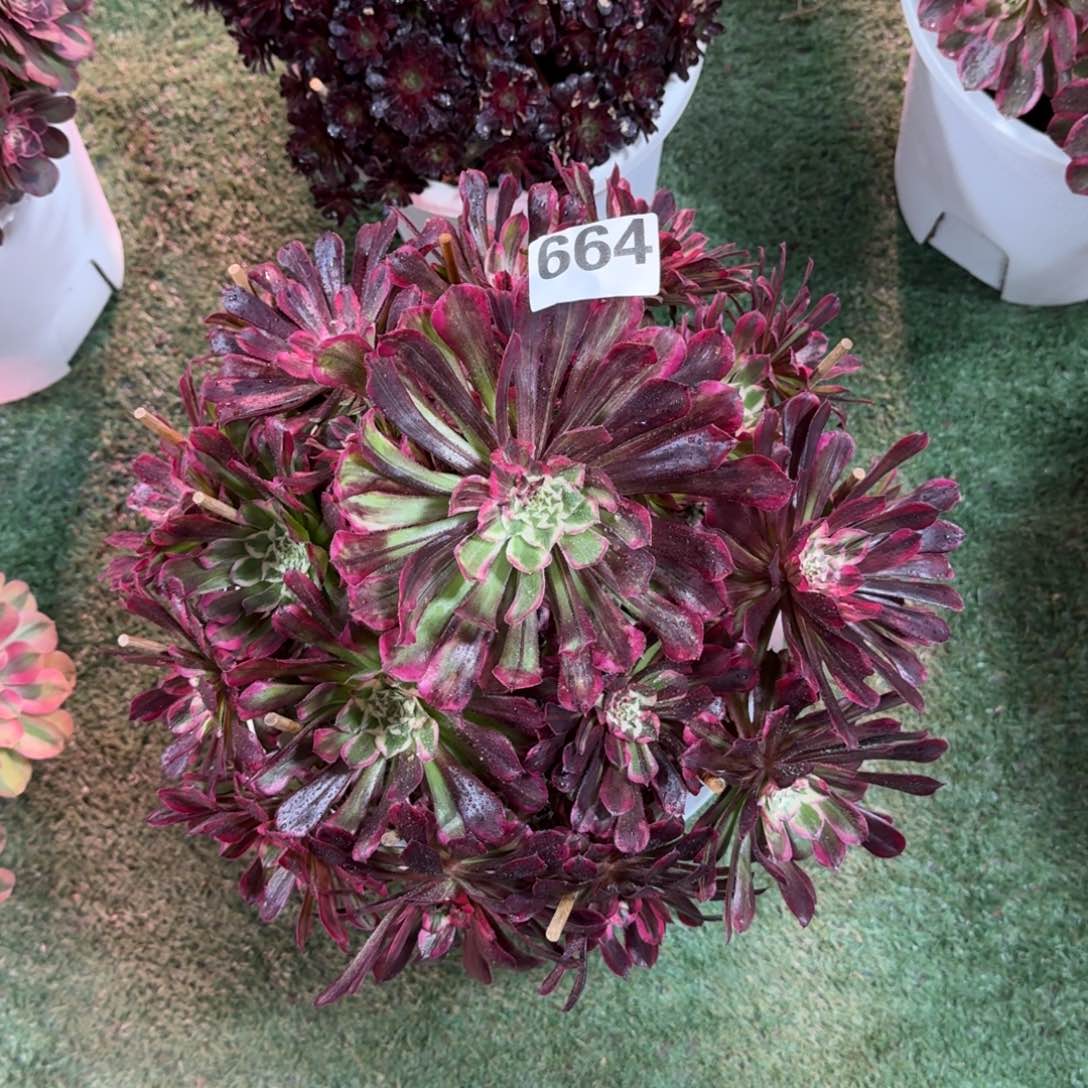 664！同花顺法师多肉植物