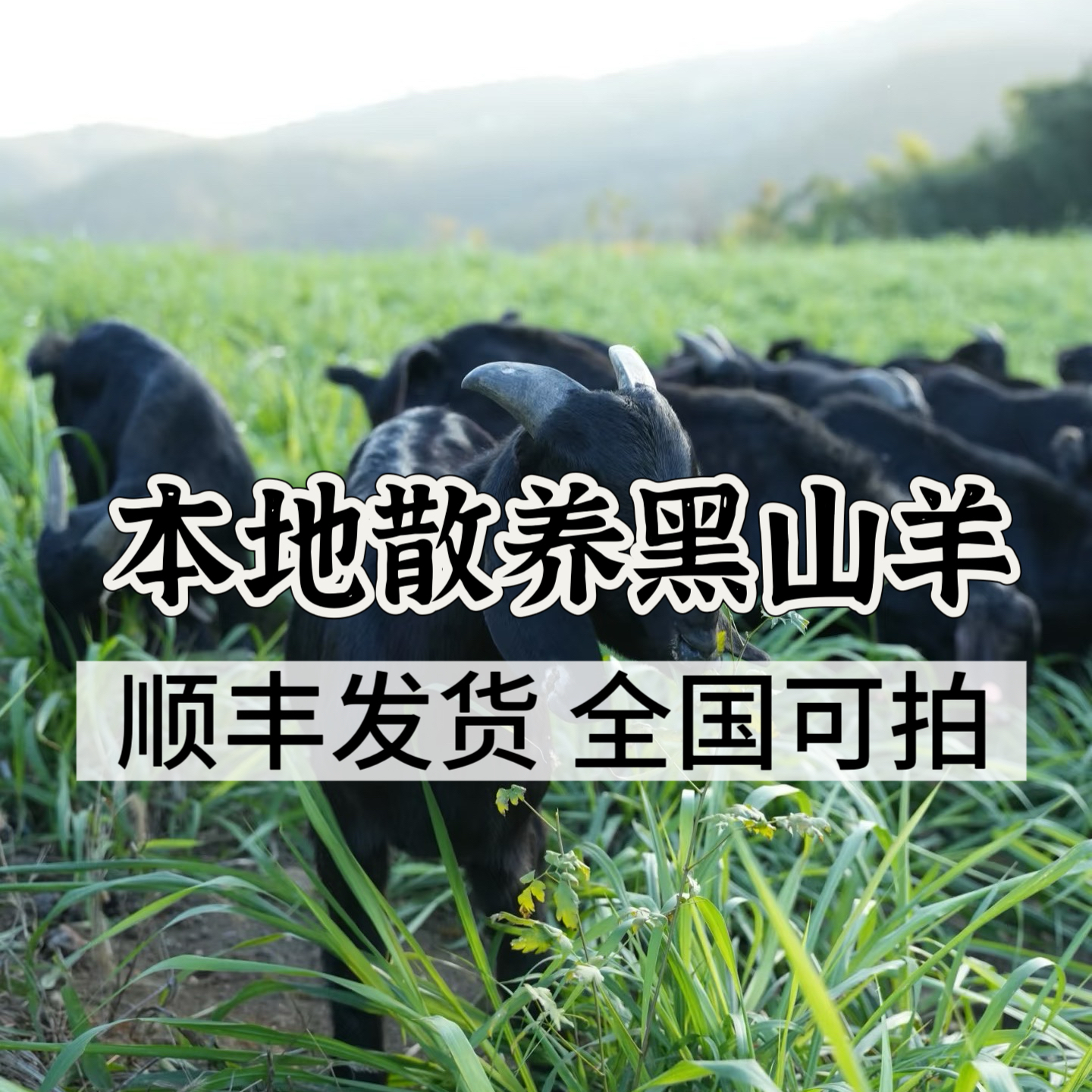 【本地散养黑山羊】小耳朵黑山羊，现称现拍顺丰全国可发