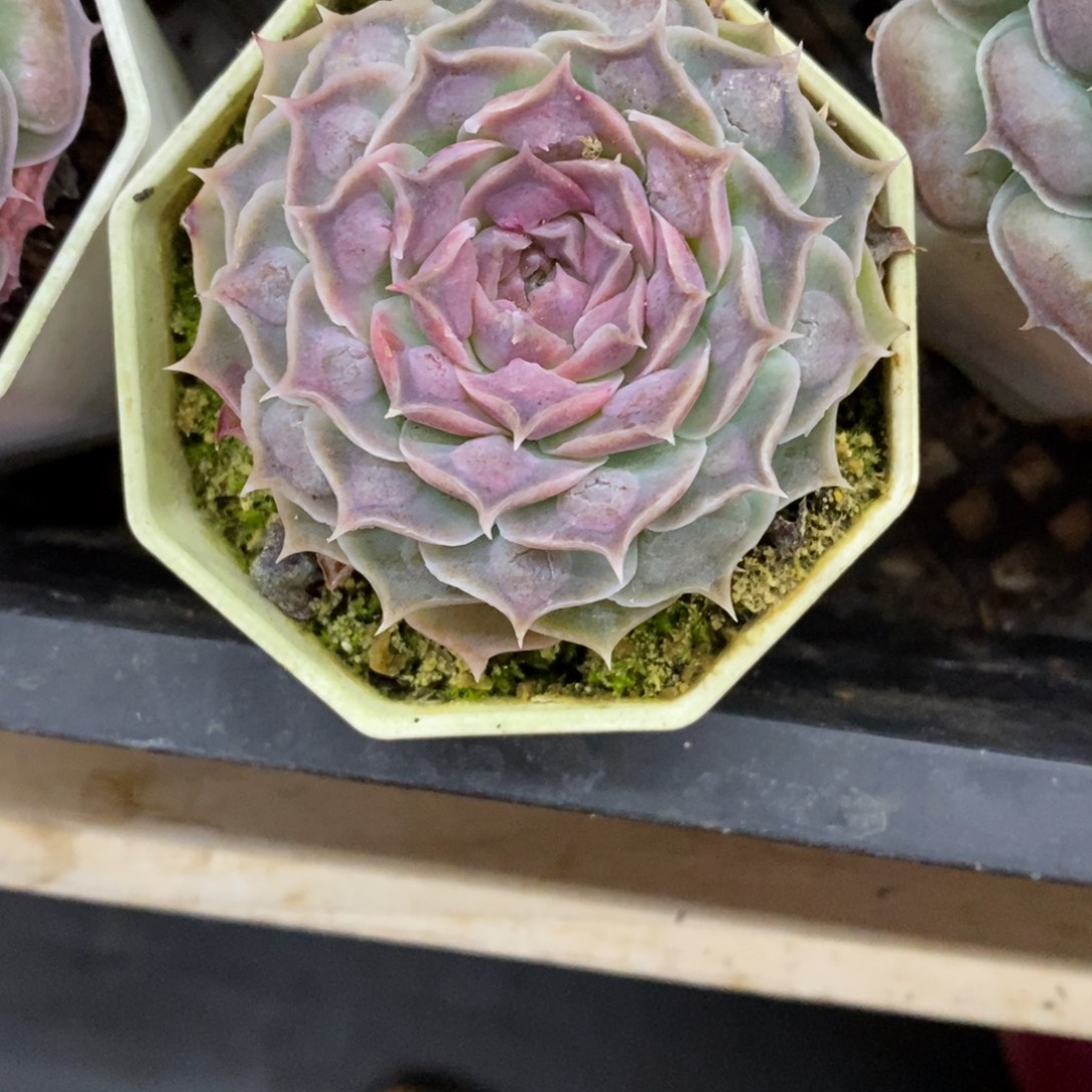 小***堡精占多肉一物一拍不包整31