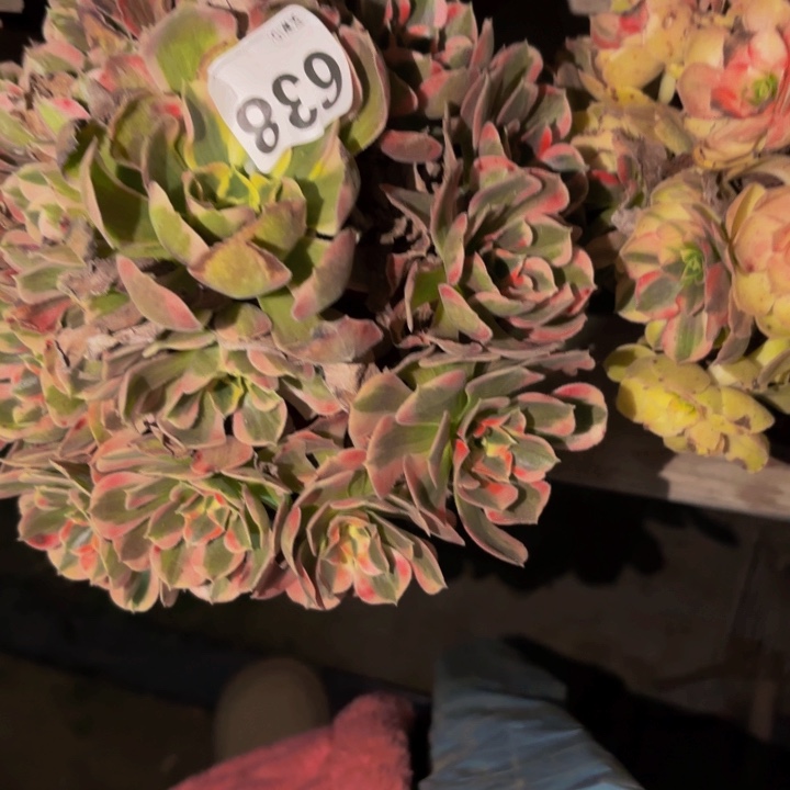 638皇后多肉植物不售后