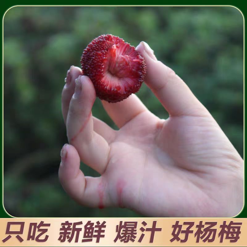 【正宗高高山仙居东魁杨梅】现摘现发新鲜水果冷链空运精美礼盒实惠