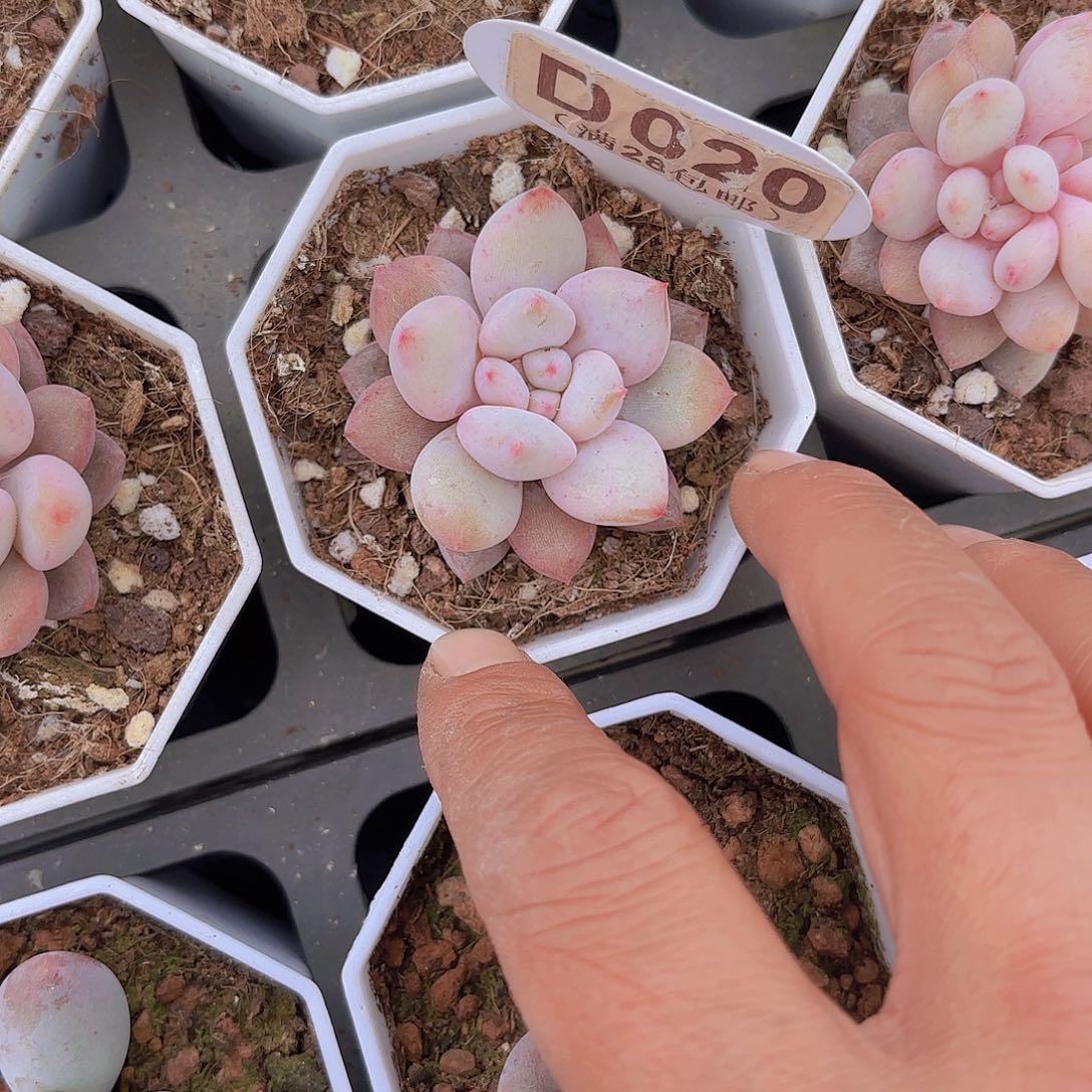 D020半夏一物一拍