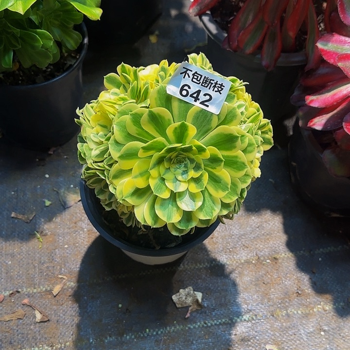 642多肉法师锦1111