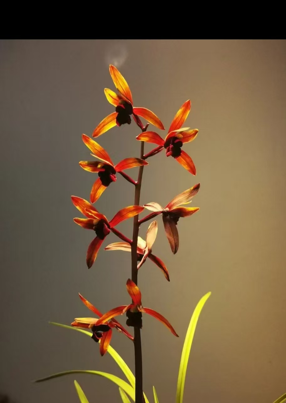 精品兰花高档蕙兰异草奇花盆景阳台兰花盆栽送礼