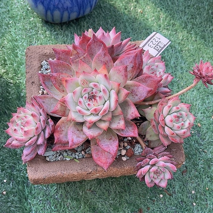 原始卡罗拉1223多肉