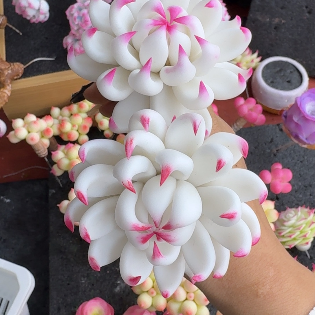 树脂制品44号噢噢噢噢